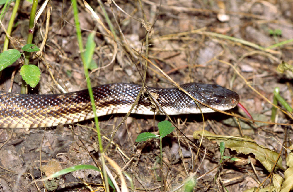 Western Rat Snake, east Texas