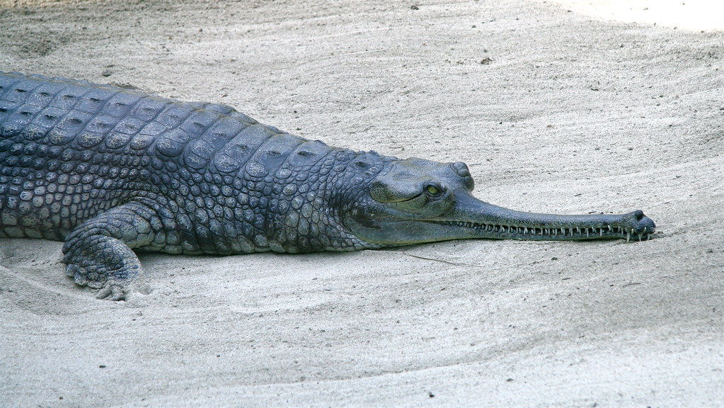 Gharials on sand 