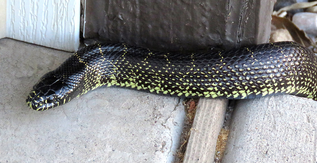 DESERT COMMON KINGSNAKE (Lampropeltis getula) (5-3-2020) hereford, cochise co, az -02