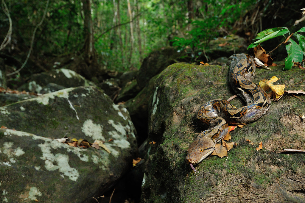 Conservation Implications of Lethal Reptiles