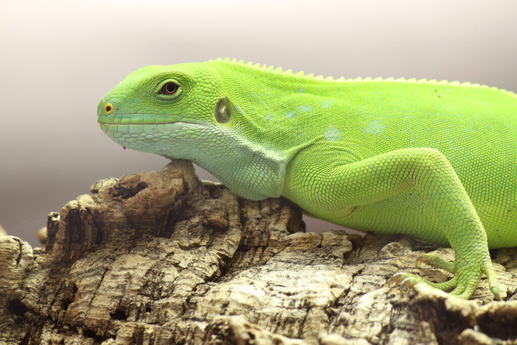 Fiji Banded Iguana (Brachylophus fasciatus)