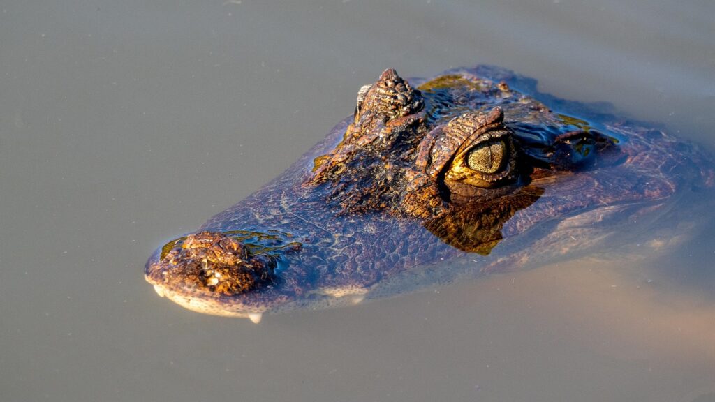 cayman, crocodile, reptile, wildlife, head, eye, costa rica