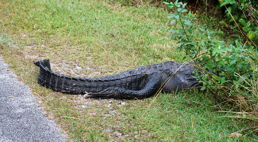 Chemical Contaminants and Their Impact on Reptile Health