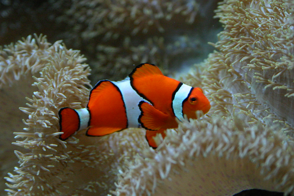 Clownfish