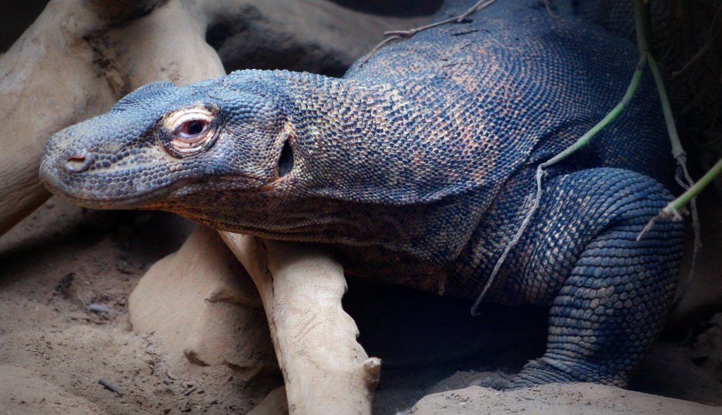 dark colored Komodo Dragon