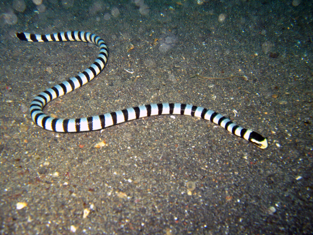 Laticauda colubrina Lembeh2