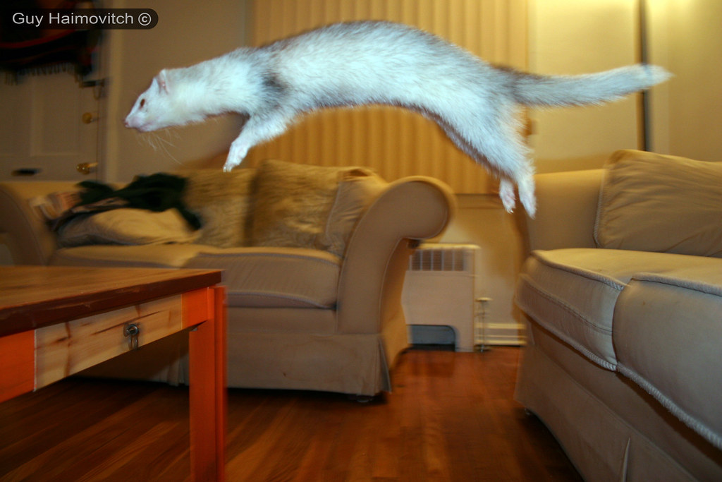 Special Considerations for Multi-Ferret Households