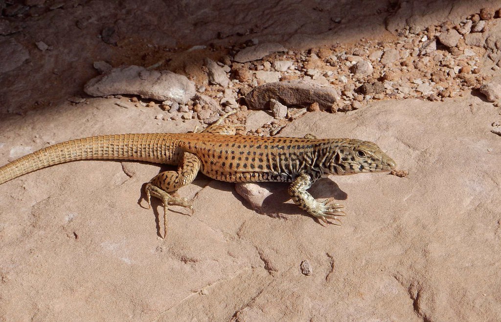 Plateau Tiger Whiptail Lizard (Aspidoscelis tigris septentrionalis); Hole in the Rock Well area, Utah