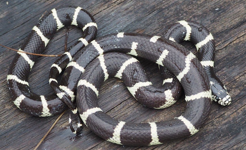 California Kingsnake (Lampropeltis californiae)