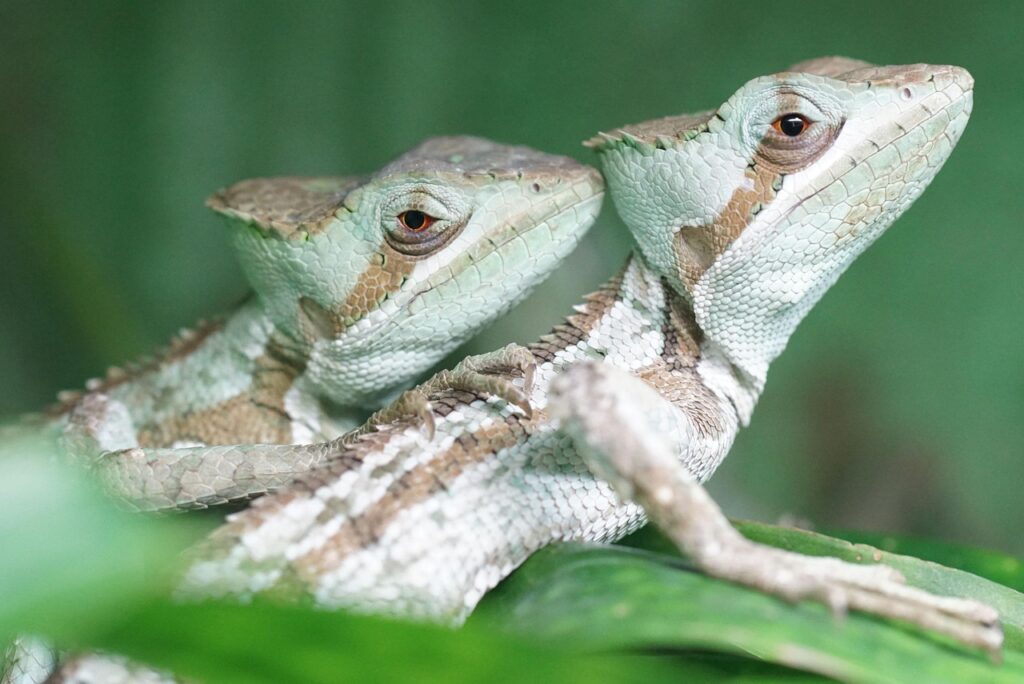 crown basilisk, iguana, reptile, dandruff