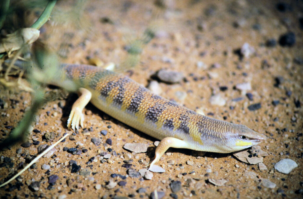 Sandfish skink