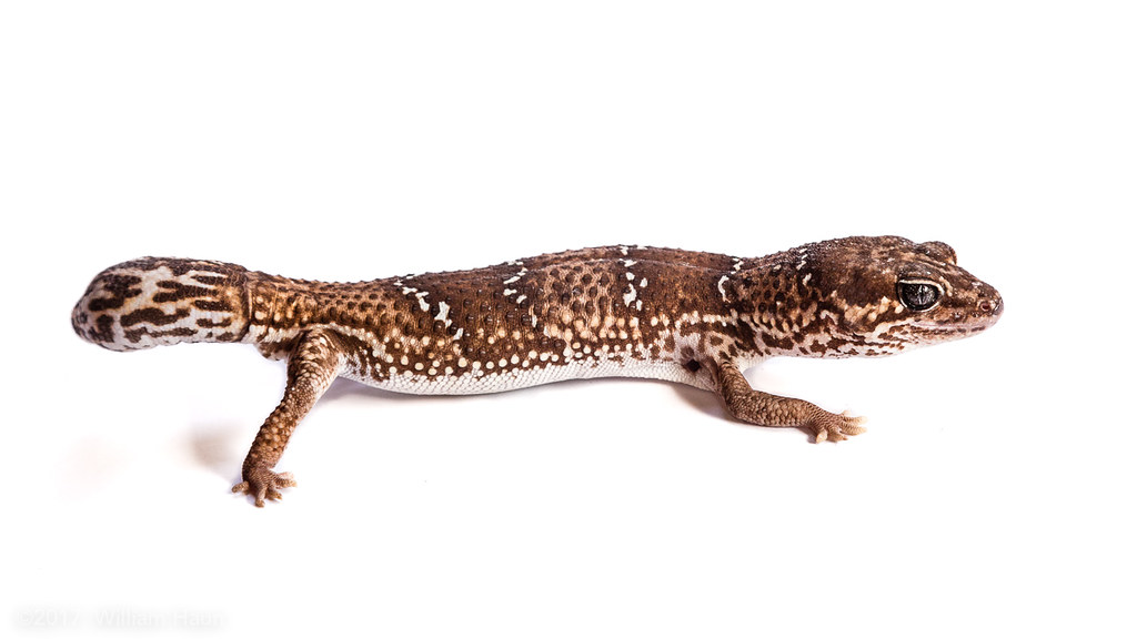 3. African Fat-Tailed Gecko (Hemitheconyx caudicinctus)