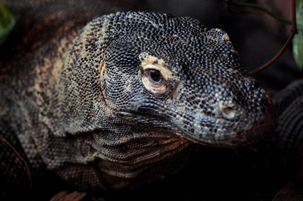 reptile, lizard, dark, moody, komodo dragon, dragon, indonesian, animal, nature, wildlife, scales