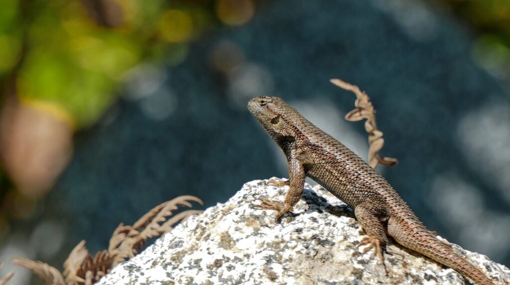 fence lizard, lizard, reptile, herpetology, animal, wildlife, nature, brown