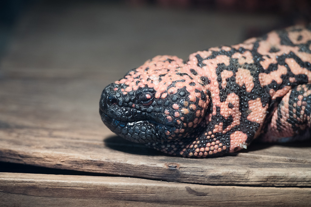 Gila Monster Resting on Wood