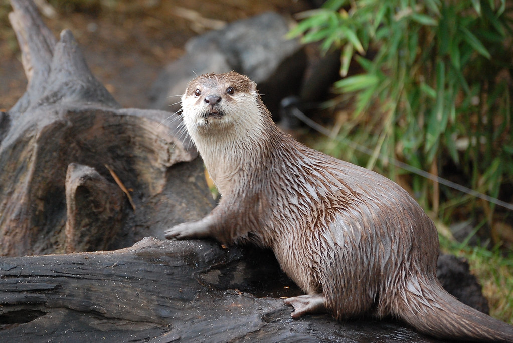 Asian Small-Clawed Otters: Social Media's Latest Victims