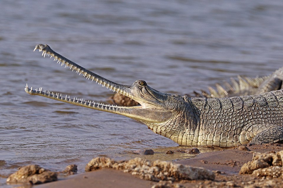 Ancient Origins: The Evolutionary Journey of Gharials