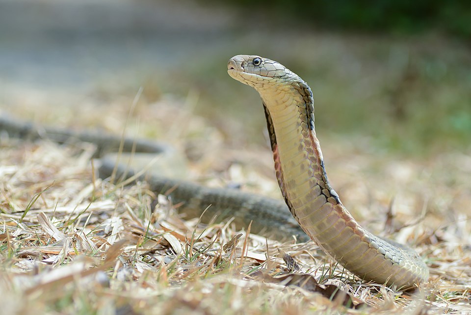 Massive Yielders: The King Cobra Case