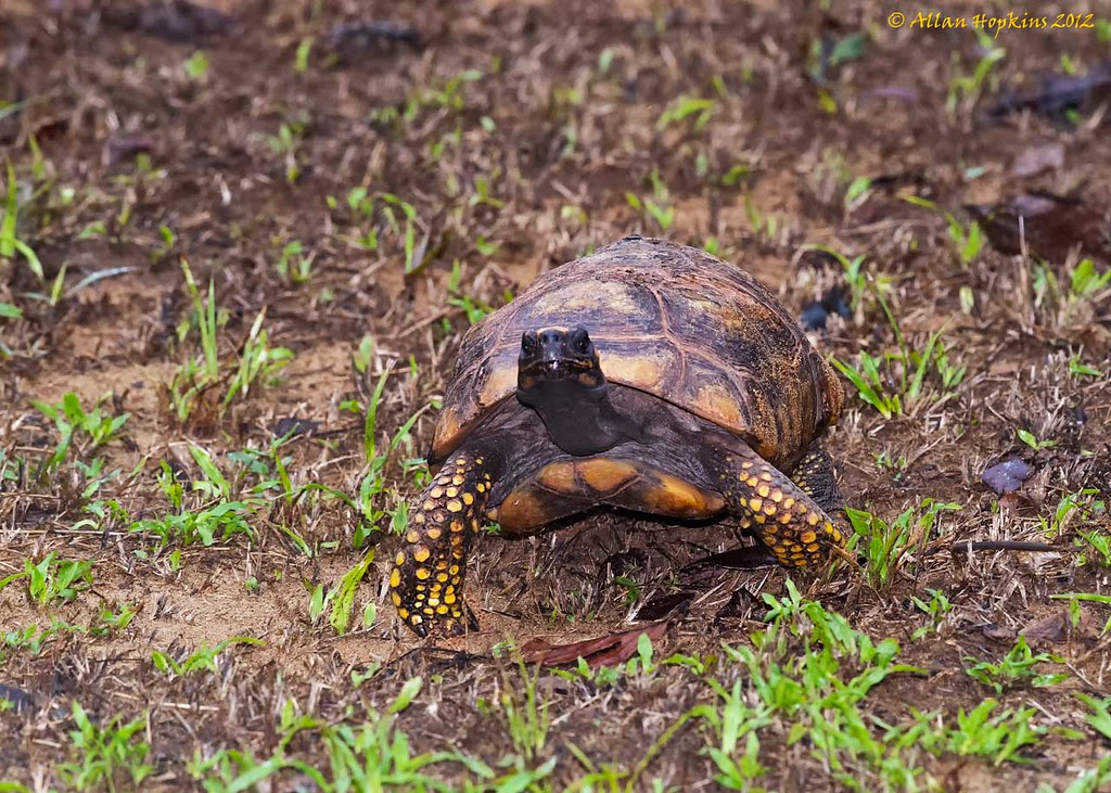 Yellow-footed Tortoise (Chelonoidis denticulatus) adult 1/2