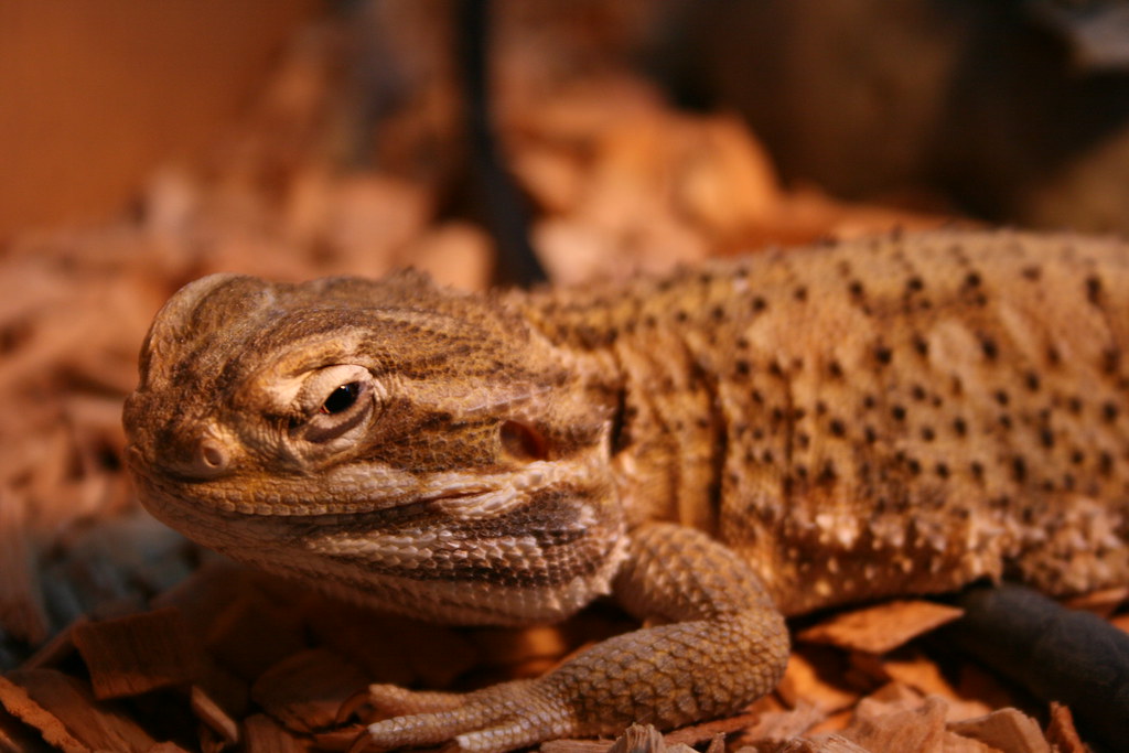 Rankin's Dragon (Pogona henrylawsoni)