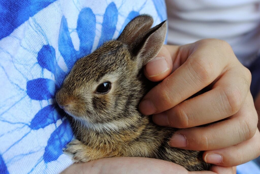 bunny, baby bunny, baby rabbit, brown, hands, held, rabbit, adorable, young, newborn, brown rabbit, brown bunny, baby bunny, baby bunny, baby bunny, baby rabbit, baby rabbit, baby rabbit, baby rabbit, baby rabbit, held, rabbit, rabbit, rabbit, rabbit