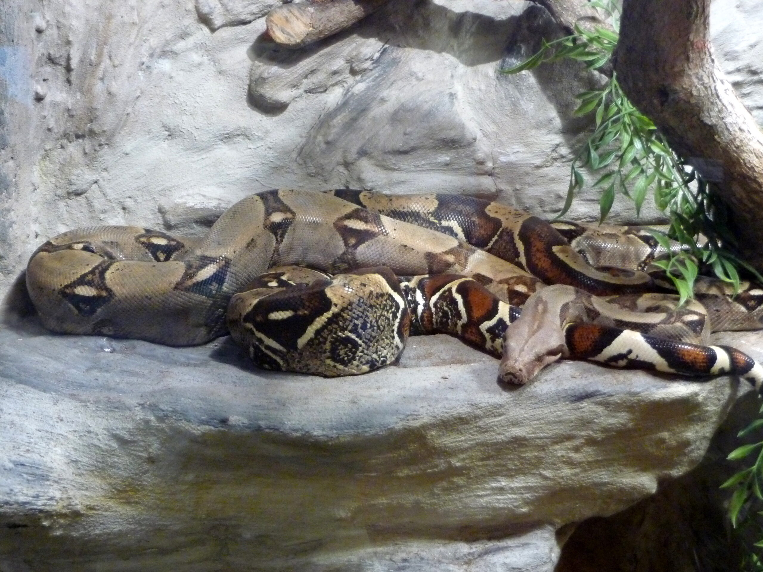 10. How Long Will My Snake Live?