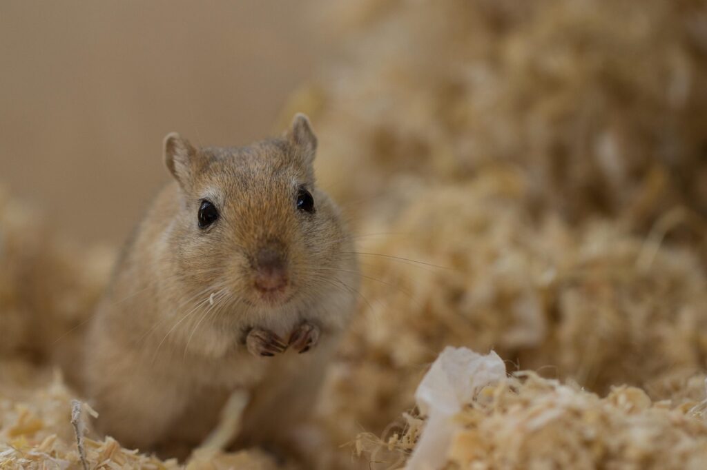 gerbil, rodent, gerbil, gerbil, gerbil, gerbil, gerbil