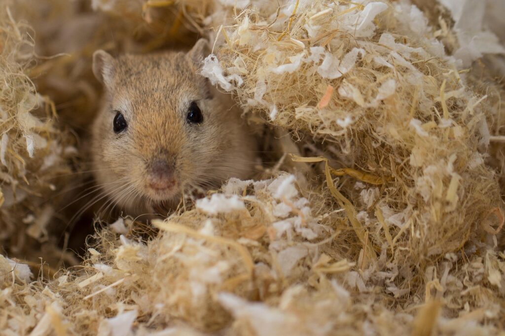 gerbil, rodent, gerbil, gerbil, gerbil, gerbil, gerbil