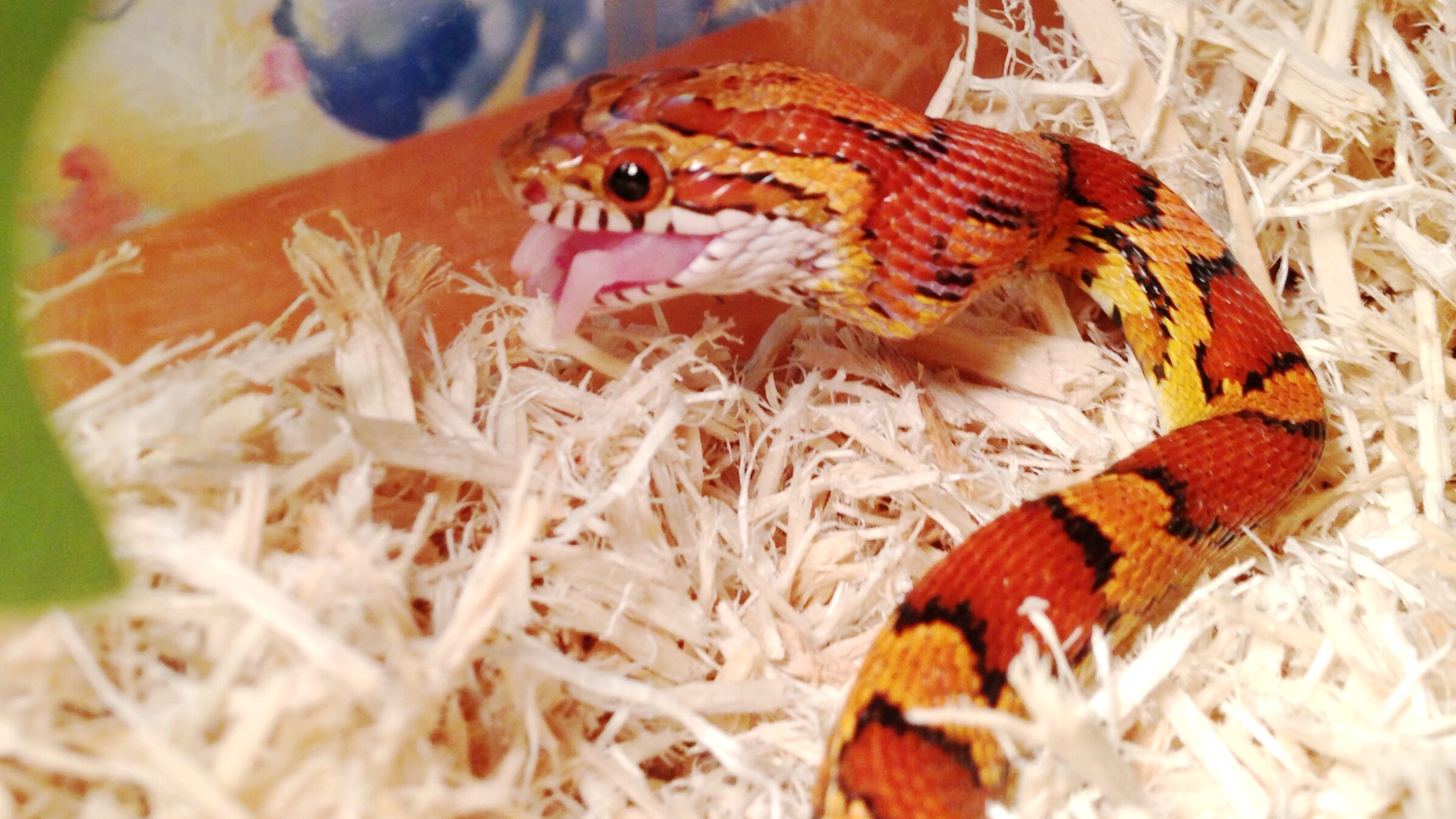 Regurgitation and Digestive Issues