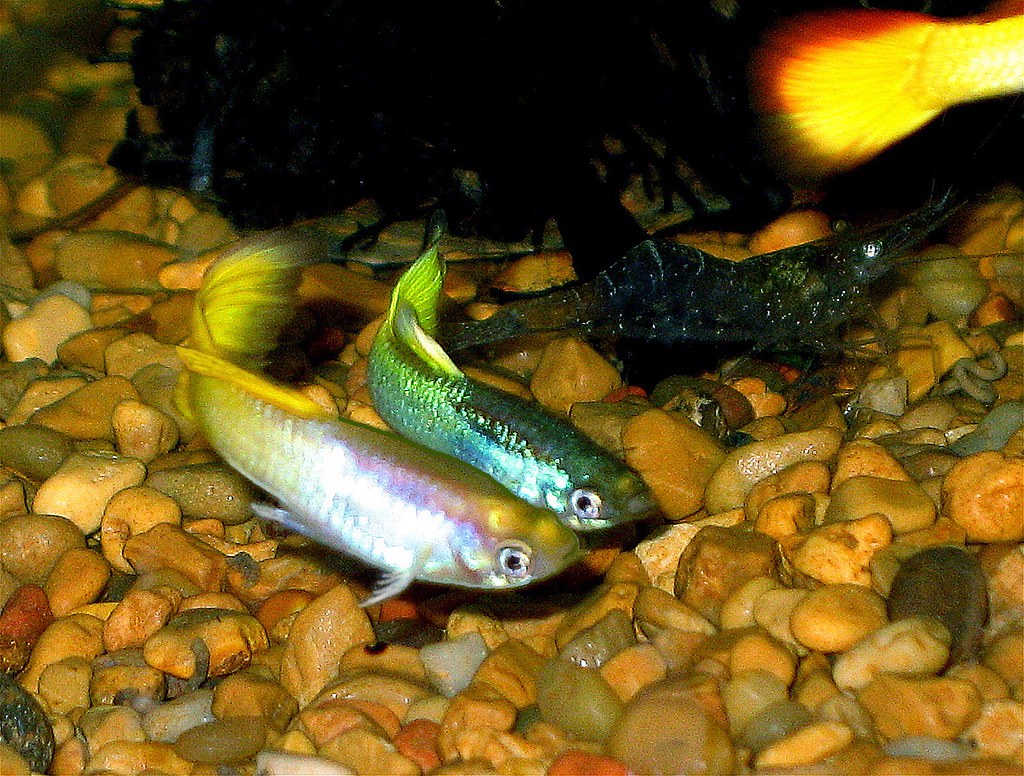 The Social Dynamics of Guppy Communities