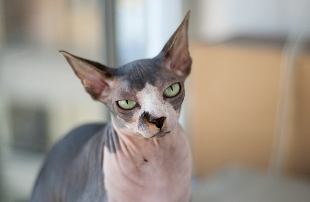 Sphynx Cat