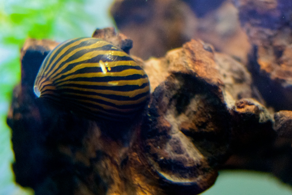 Zebra Nerite Snail 1