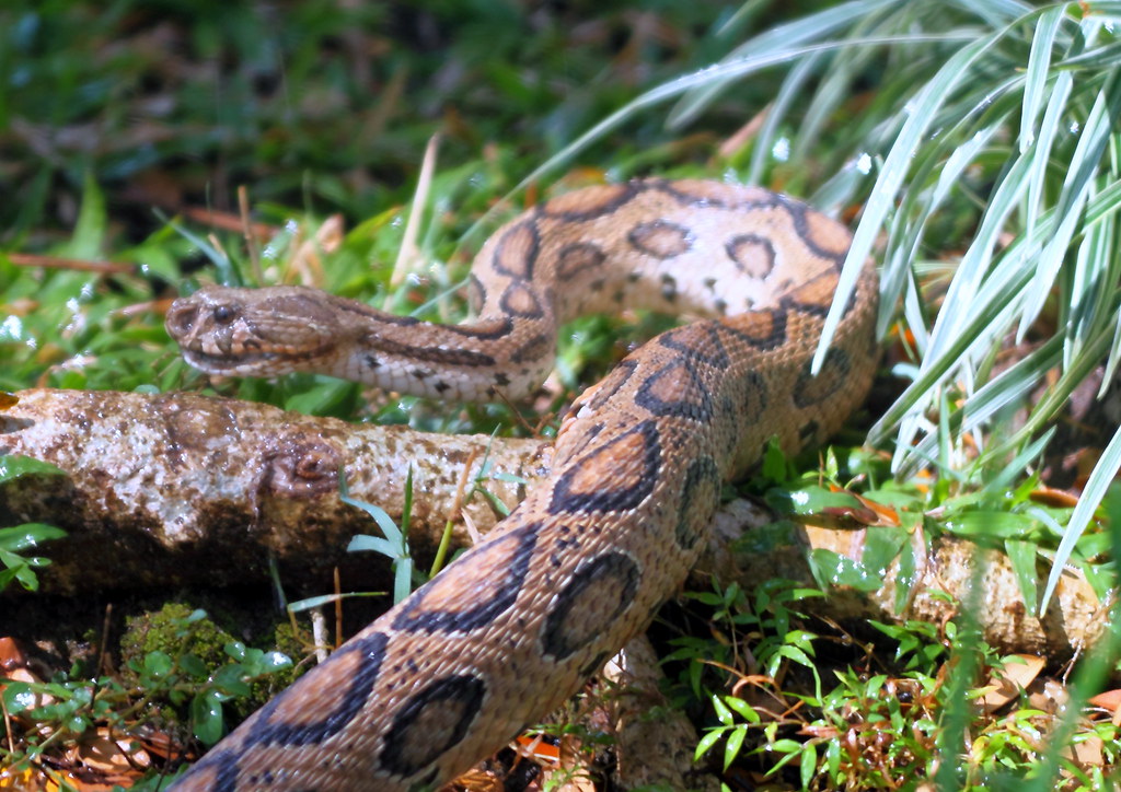 Russel's Viper
