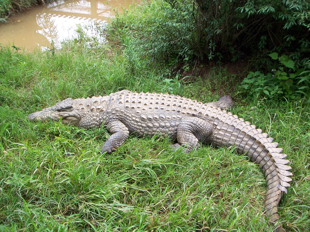 Madagascar, crocodiles