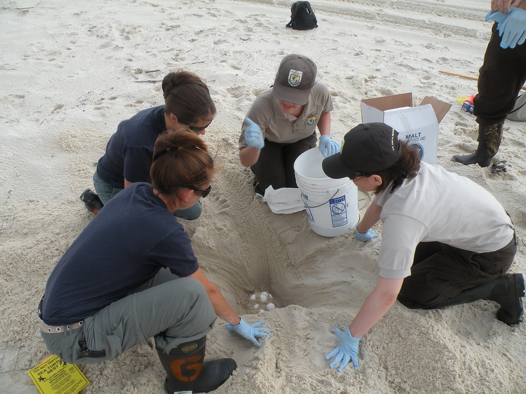 Predation of Eggs and Hatchlings