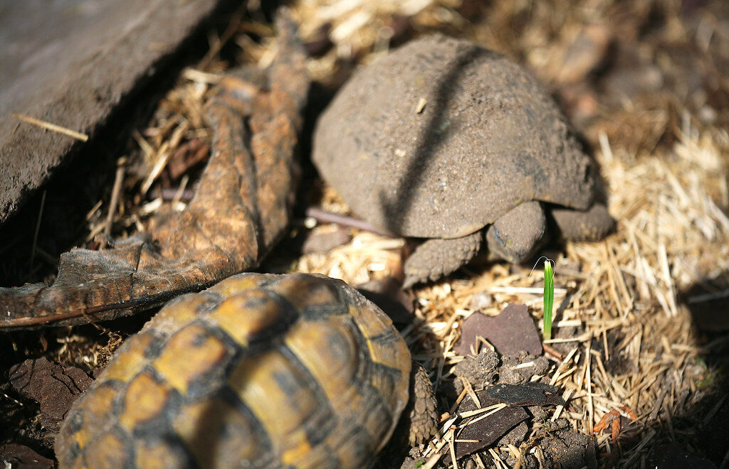 Preventing Dehydration During Dormancy