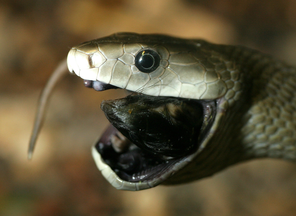 Black Mamba Eating