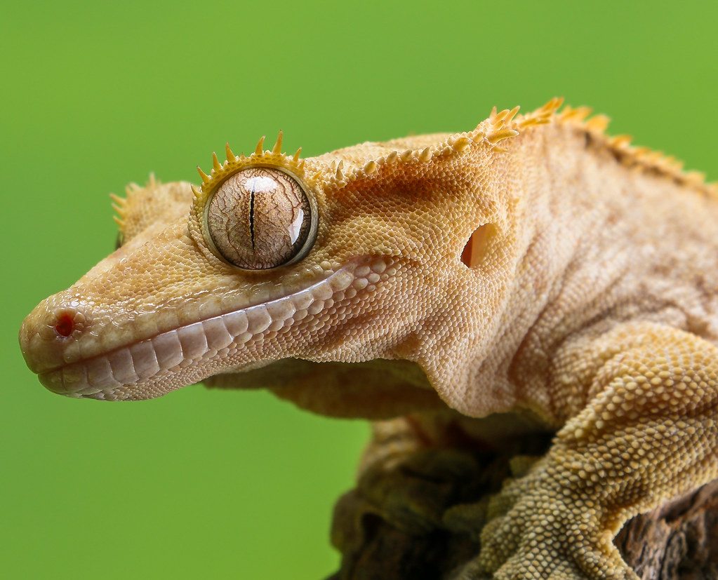 Crested Gecko