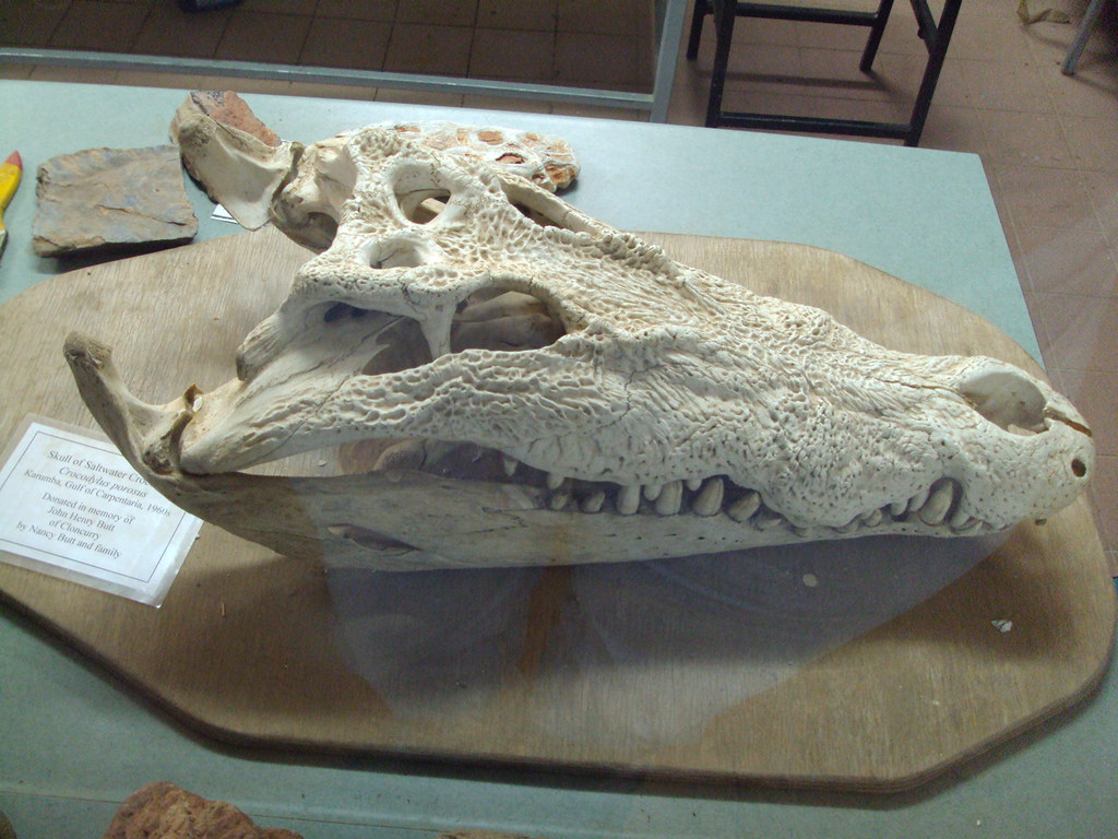 Riversleigh fossils. Mt Isa museum.Salt water crocodile