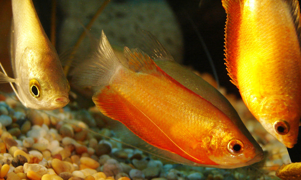 Moonlight & Honey Gourami