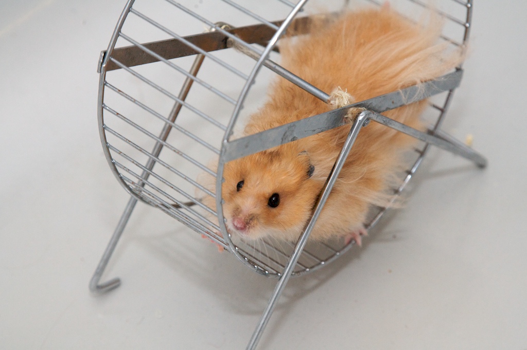 Exercise Needs and Enrichment