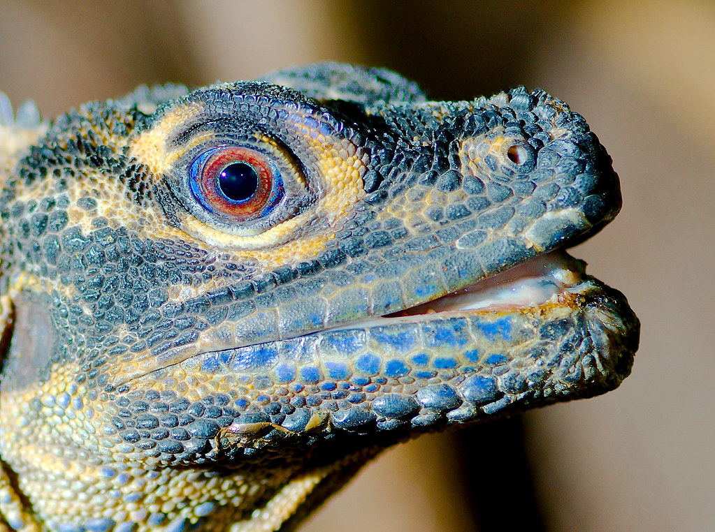 Philippine Sailfin Lizard (Hydrosaurus pustulatus)_2