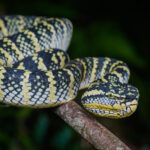 Tropidolaemus wagleri, Wagler's palm pit viper - Takua Pa District, Phang-nga Province