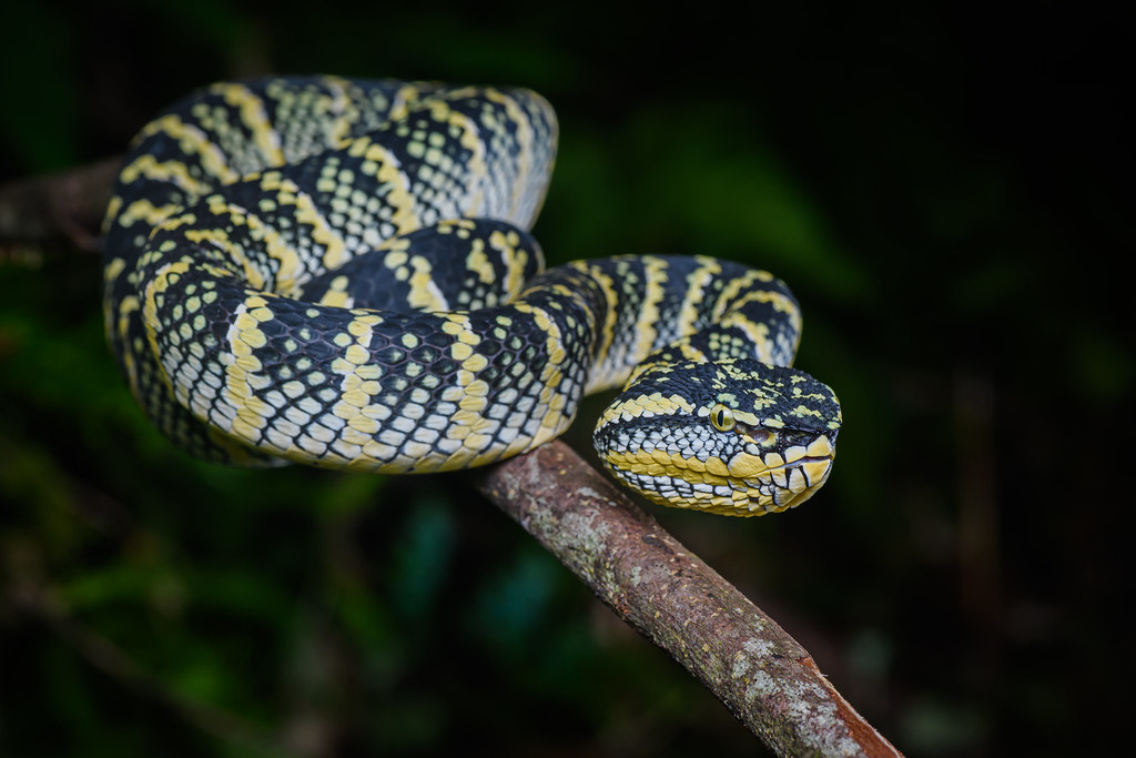 Tropidolaemus wagleri, Wagler's palm pit viper - Takua Pa District, Phang-nga Province