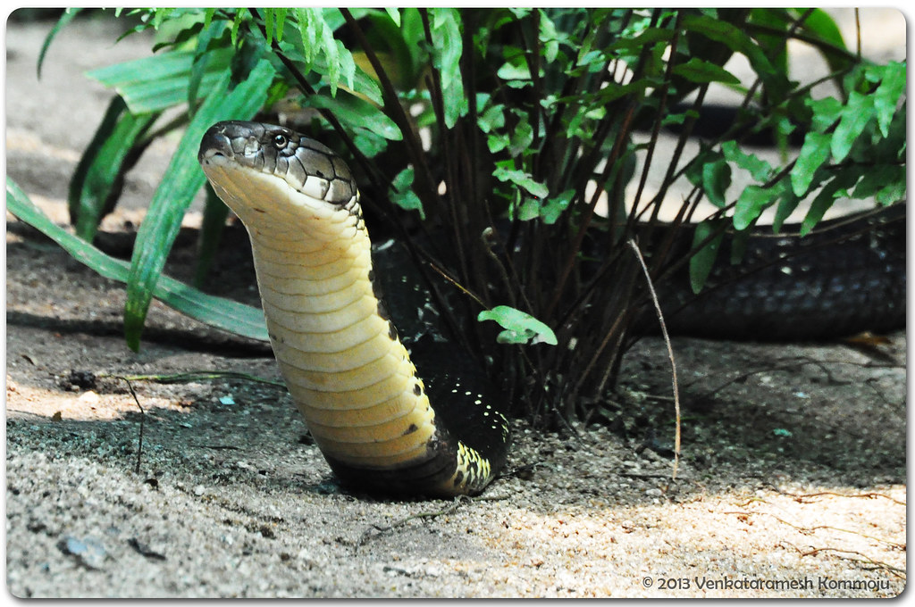 King Cobra with its head raised