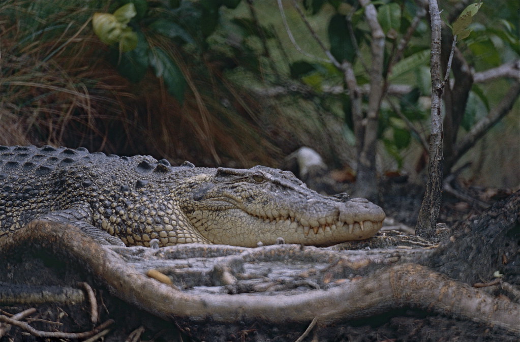 Saltwater Crocodile (Crocodylus porosus)