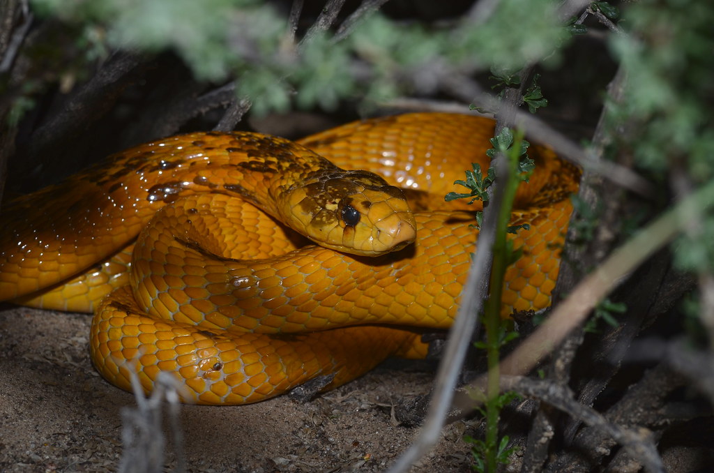 Cape Cobra (Naja nivea) (Photo Sylvain REMY)