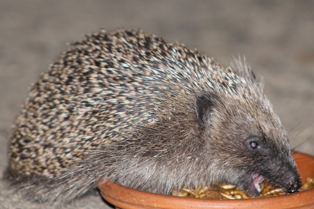 Hedgehogs: Insectivorous Omnivores