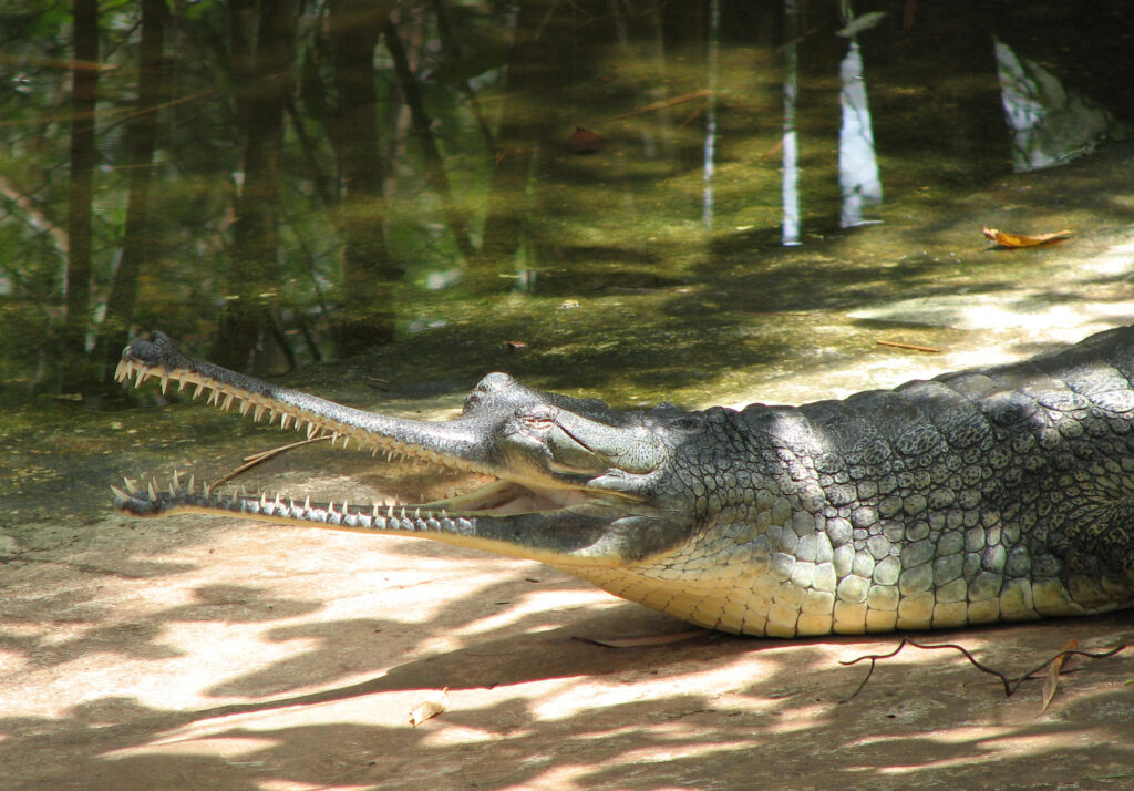 Conservation Heroes: Efforts to Save the Gharial