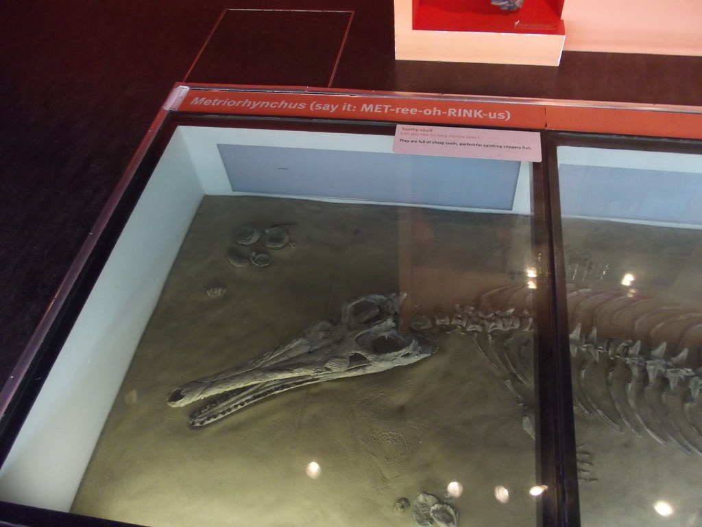 Thinktank Birmingham Science Museum - Wild Life - Metriorhynchus